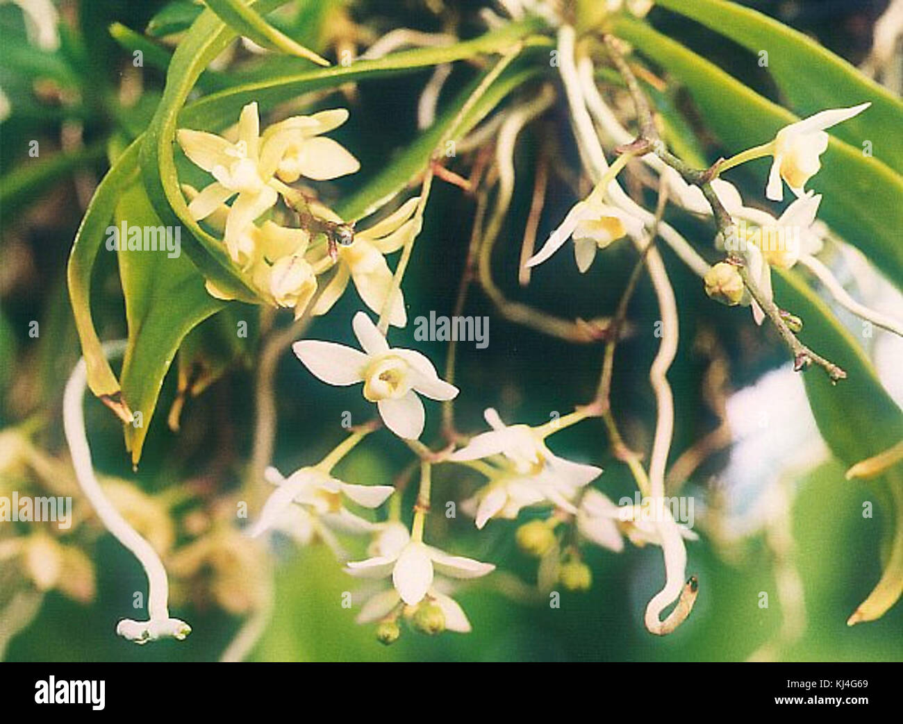 Thrixspermum saruwatarii 01 Stock Photo