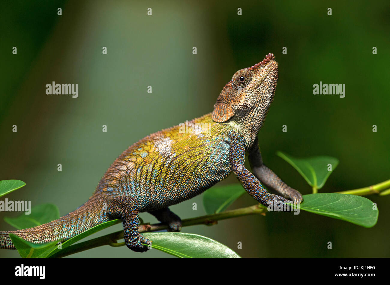 Cryptic Chameleon (Calumma crypticus), (Chameleonidae), endemic to Madagascar, Anjozorobe National Park, Madagascar Stock Photo