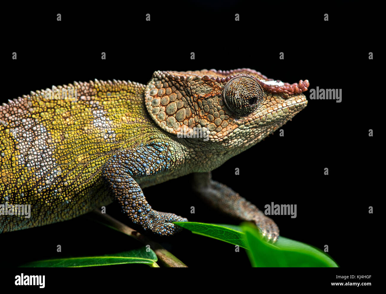Cryptic Chameleon (Calumma crypticus), (Chameleonidae), endemic to Madagascar, Anjozorobe National Park, Madagascar Stock Photo