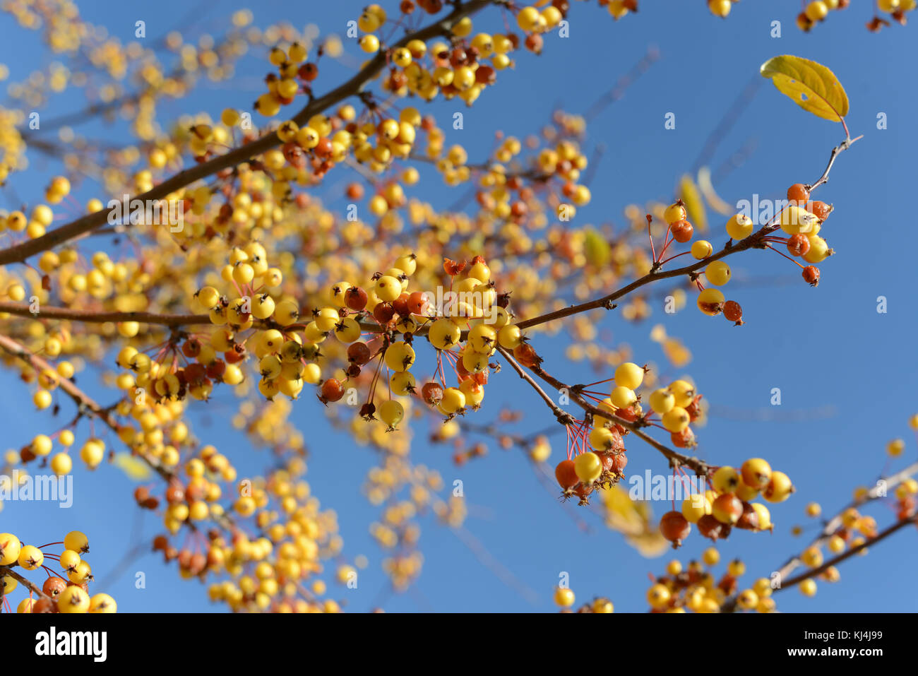 yellow and red berry branch Stock Photo - Alamy