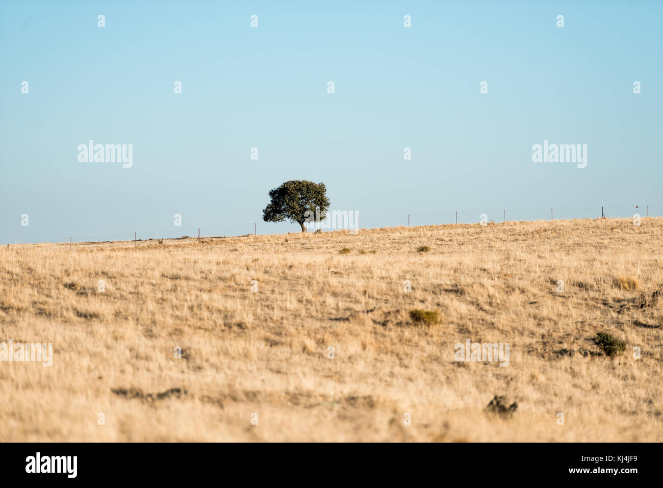 A lonely tree on top of a hill in the yellow steppe after a long period of drought near Cáceres, Extremadura, Spain. Stock Photo