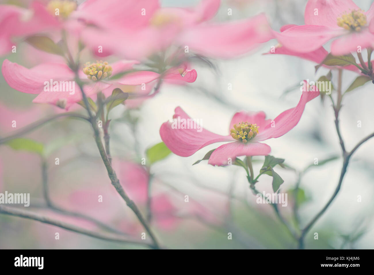 Pink dogwood flower isolated on the tree Stock Photo