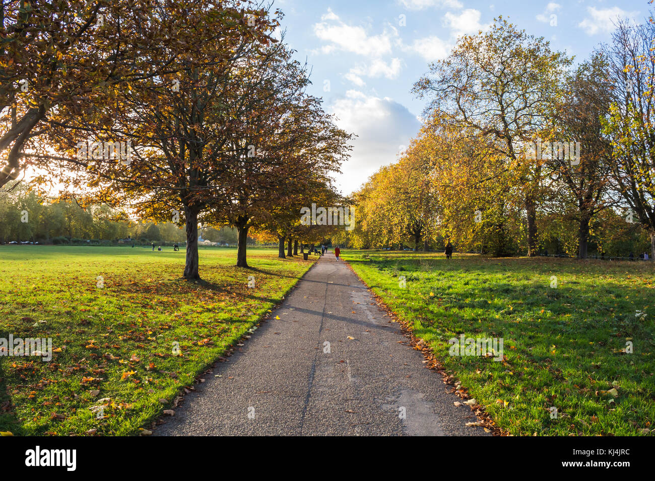 Beautiful autumn scene in the park with a row of trees with changing leaves and soft sunlight. Long pathway with no people. Stock Photo