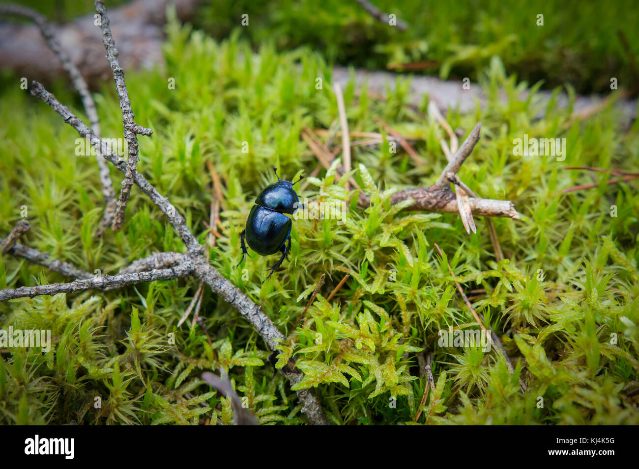 Dark blue beetle in the moss in the forest Stock Photo - Alamy