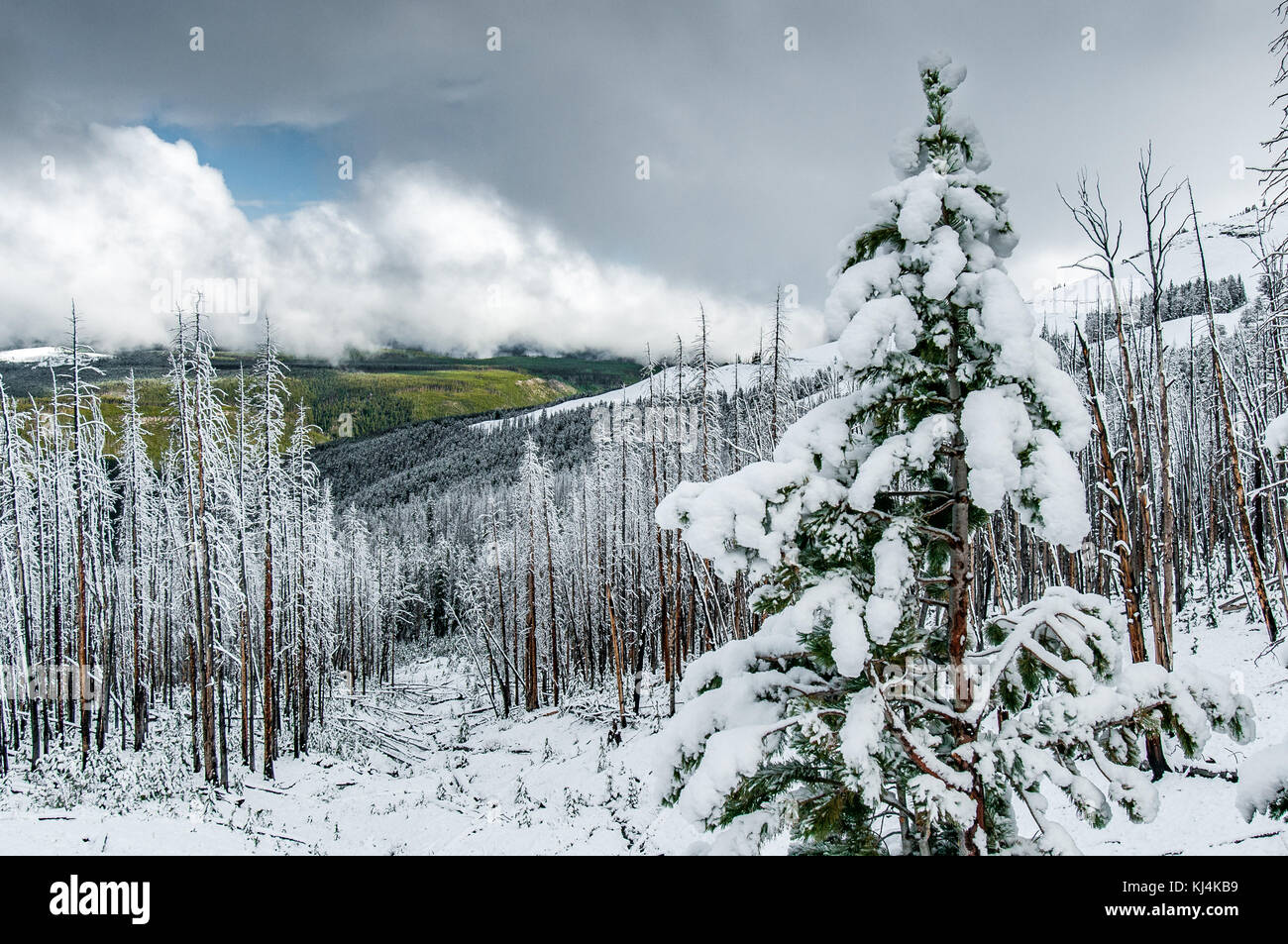 Fresh snow on dead trees at Dunraven Pass in Yellowstone National Park ...