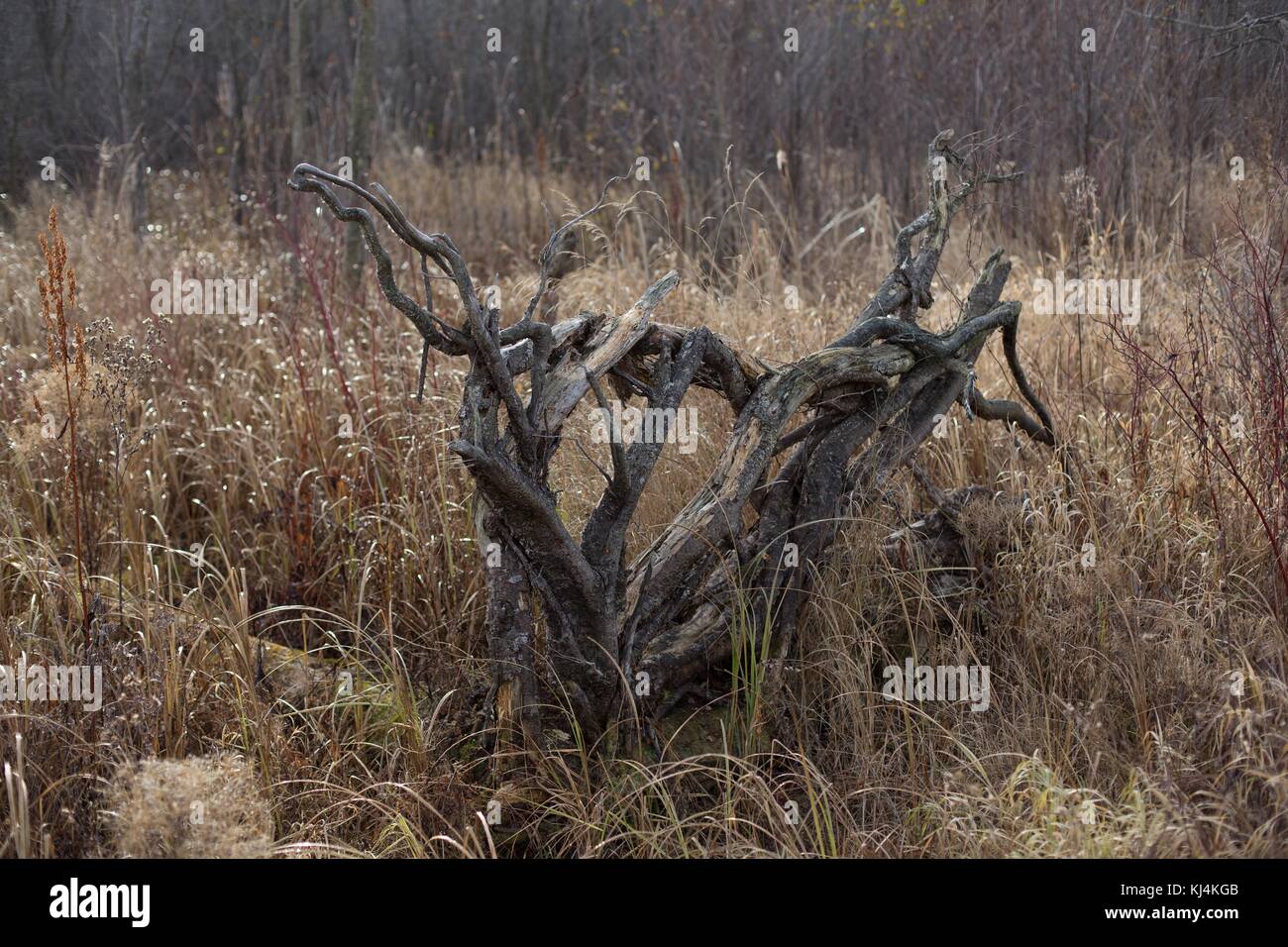 Overturned tree roots, at the Minnesota Landscape Arboretum near