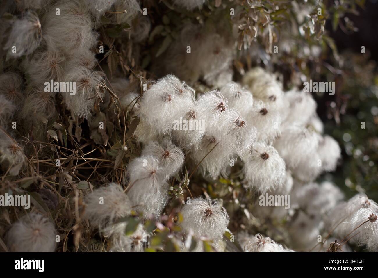 Dried, wispy, clematis seed heads, at the Minnesota Landscape Arboretum near Minneapolis, Minnesota, USA. Stock Photo