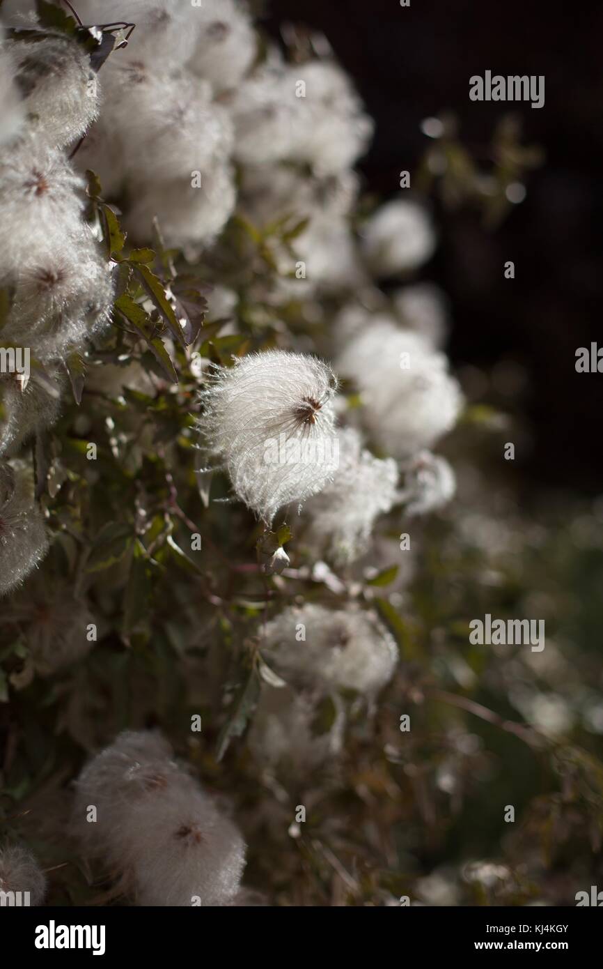 Dried, wispy, clematis seed heads, at the Minnesota Landscape Arboretum near Minneapolis, Minnesota, USA. Stock Photo