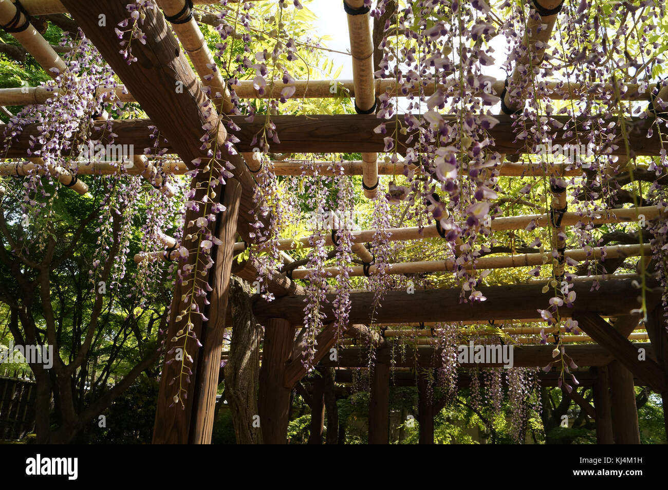 White and purple hanging wisteria in Japan Stock Photo