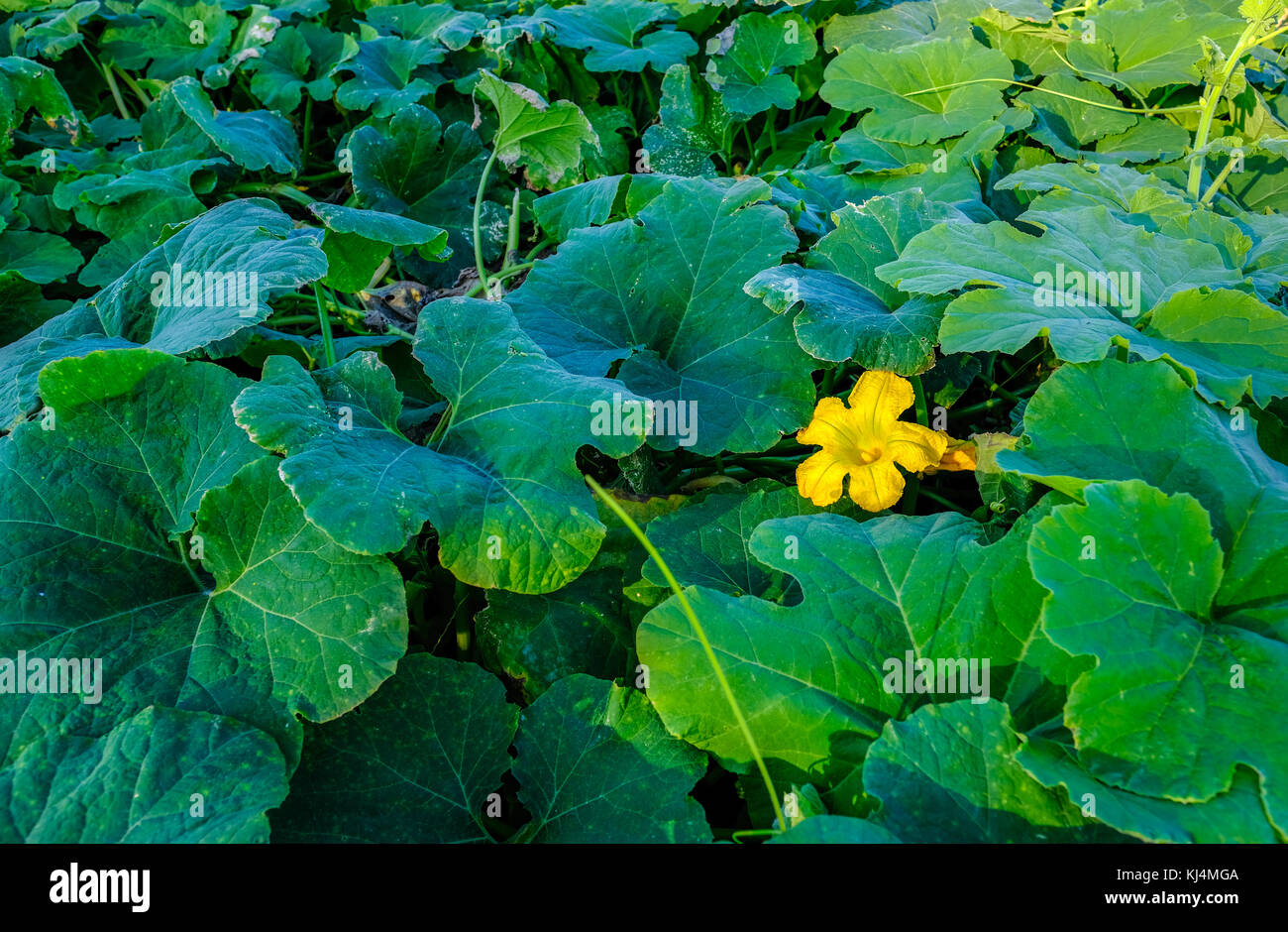 Marrow foliage with one yellow flower.  Shot taken at the allotment. An autumn shot. Stock Photo