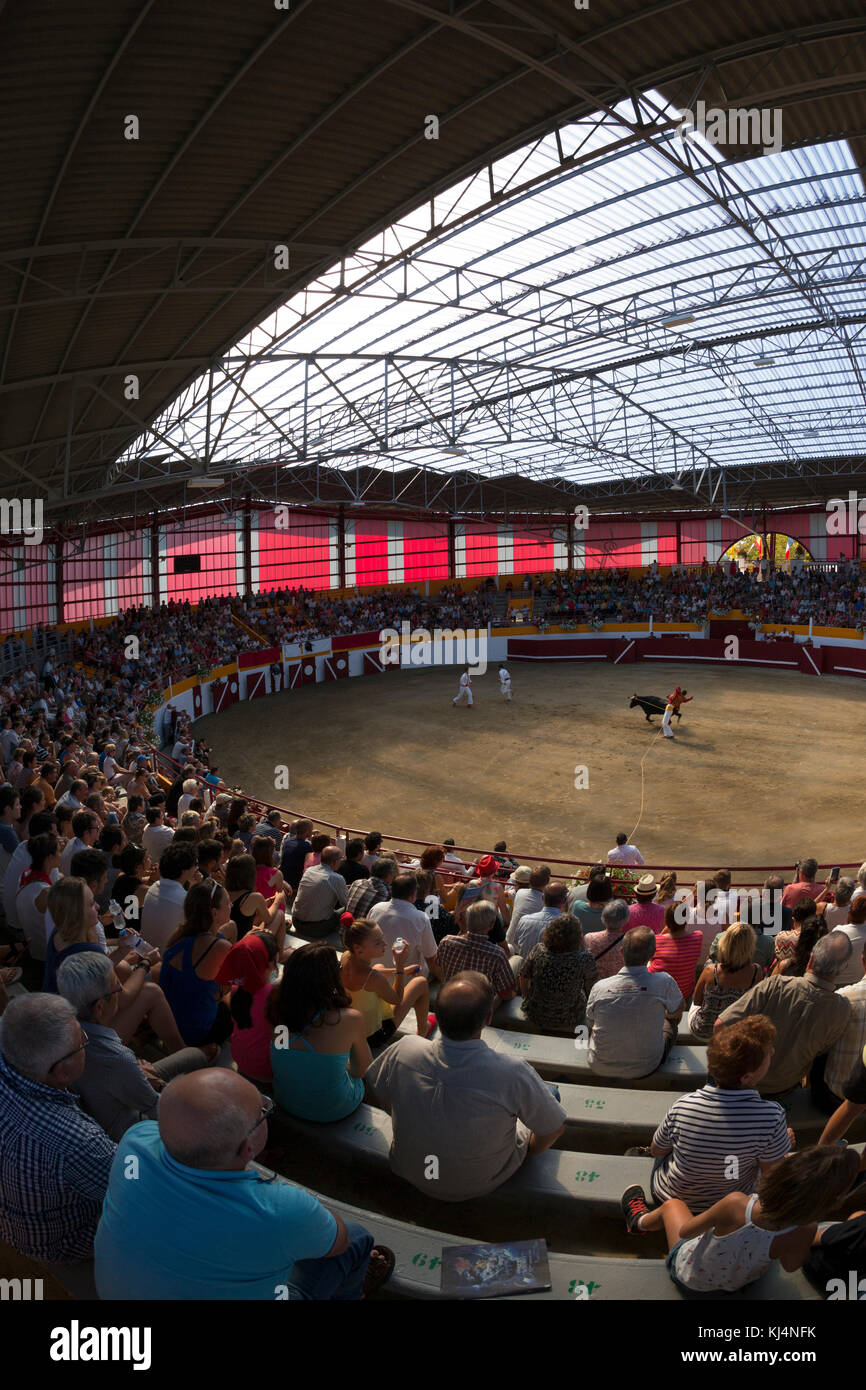 The Landes female cow race (Course Landaise) in the recently renovated Pomarez arena (Landes (40), Nouvelle-Aquitaine, France). Stock Photo