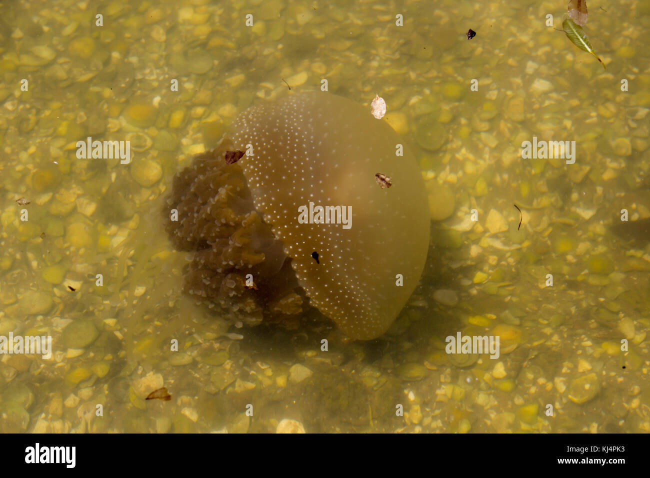 Brown Jellyfish (Phyllorhiza punctata) with dinoflagellate alga