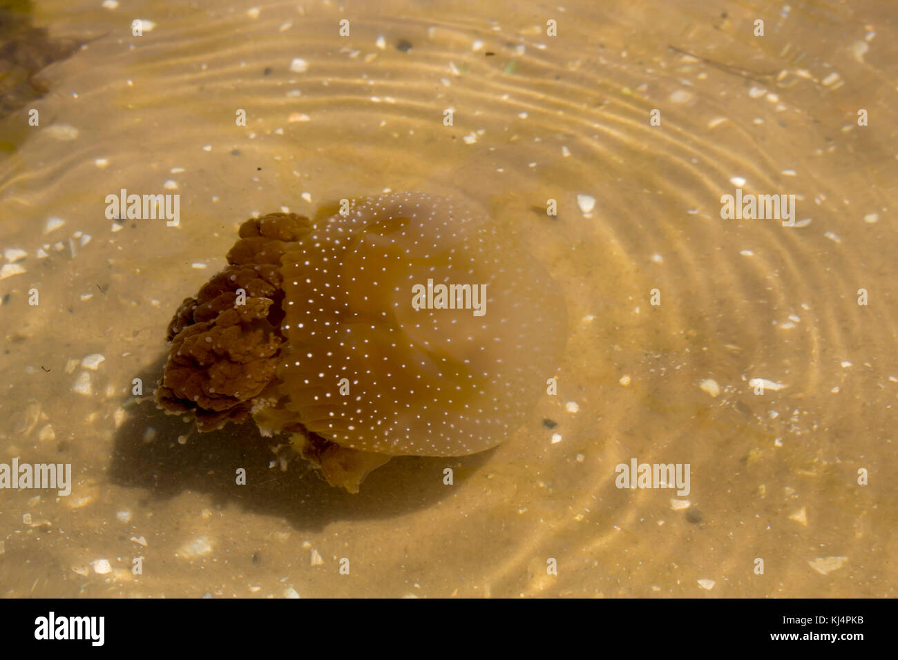 Brown Jellyfish (Phyllorhiza punctata) with dinoflagellate alga