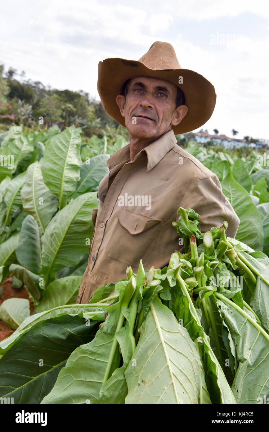 Tobacco grower, Pinar Del Rio, Cuba Stock Photo