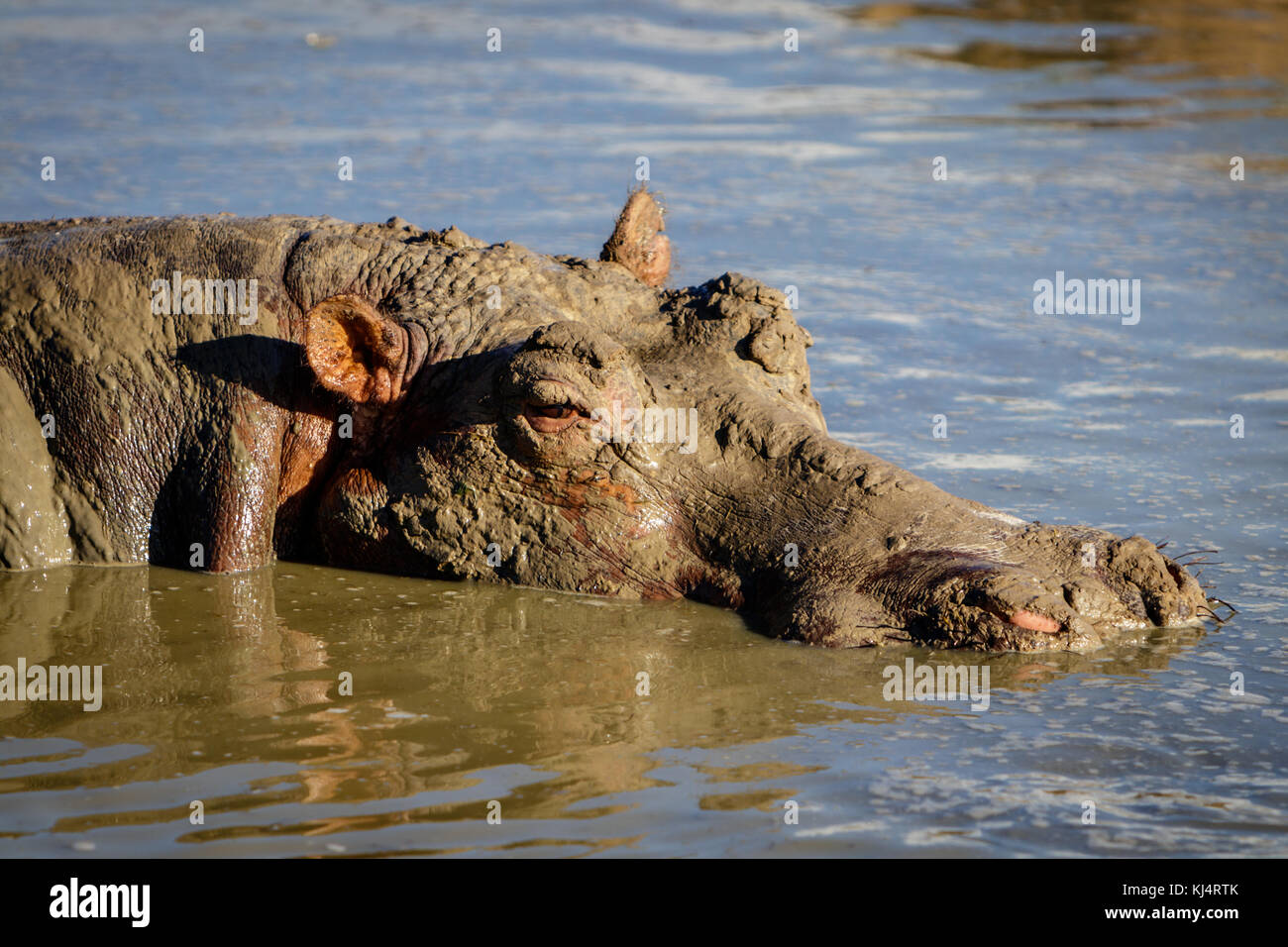 A lazy hippo taking a mud bath and enjoying the sunset in Murchison Stock Photo