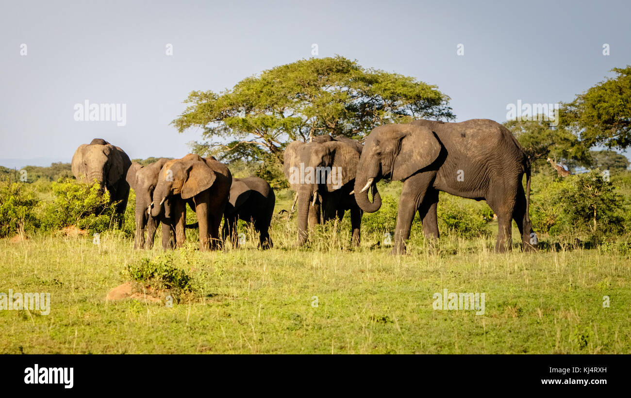 A group of elephants enjoying the sunset warmth in Murchison Falls national park in Uganda nearby lake Albert. Unbelievable that oil drilling will tak Stock Photo