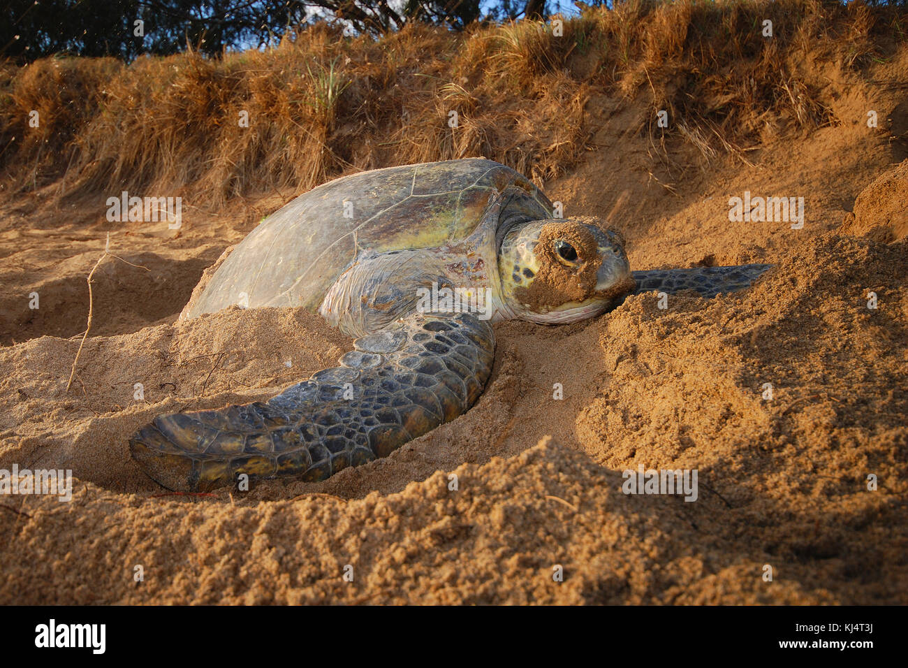 Green Turtle (Chelonia mydas) Moore Park Beach, Queensland, Australia