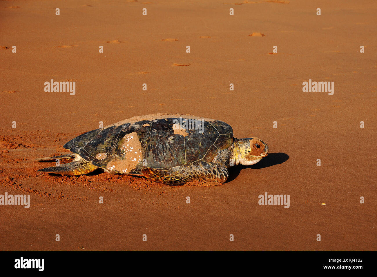 Australia turtle hatchling hires stock photography and images Alamy