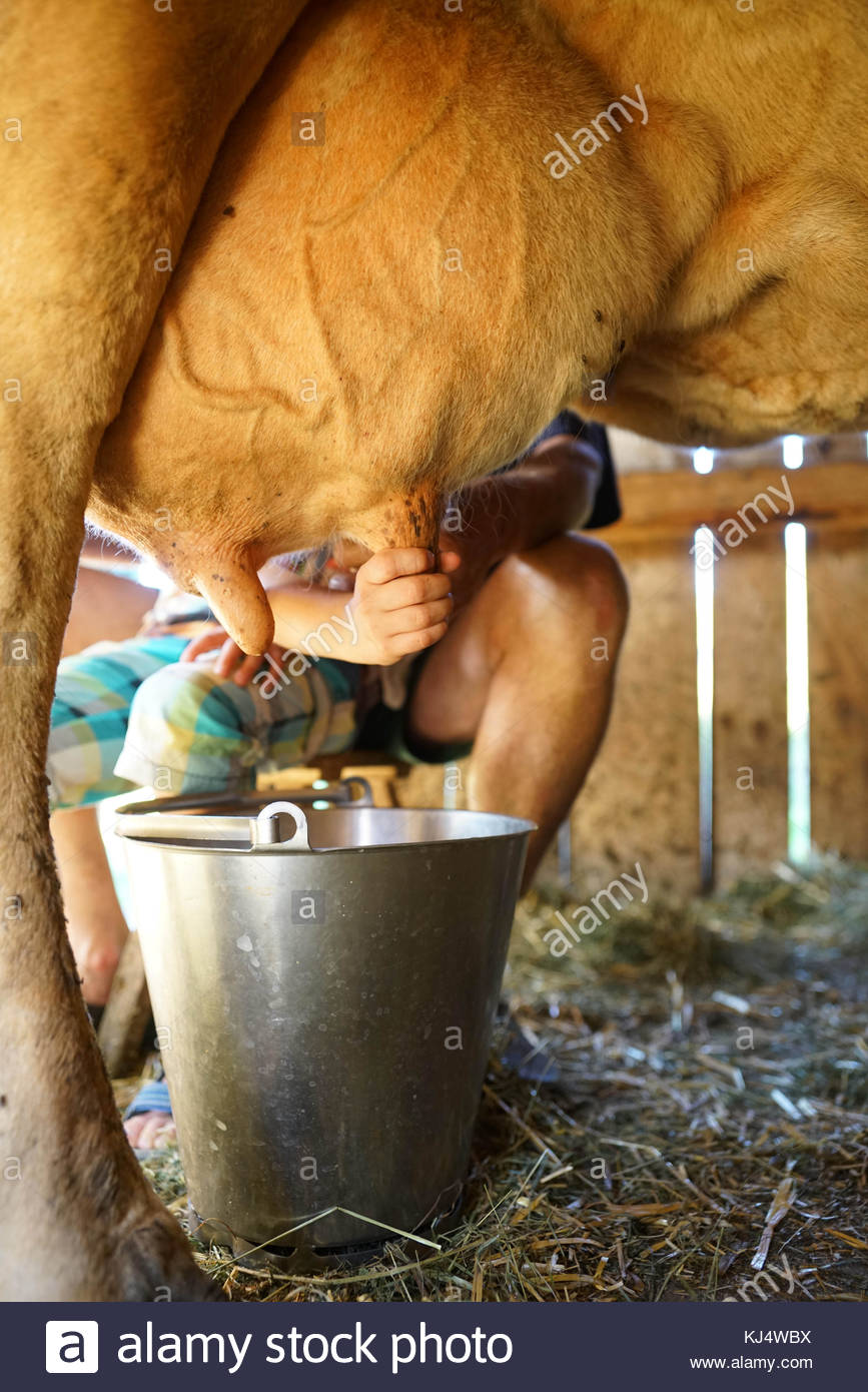 Boy Milking Cow Stock Photos & Boy Milking Cow Stock Images - Alamy