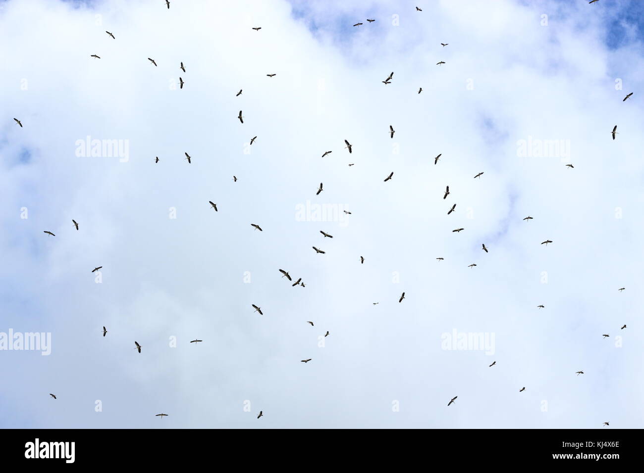 Background of birds flying in the blue sky and white cloudy Stock Photo ...