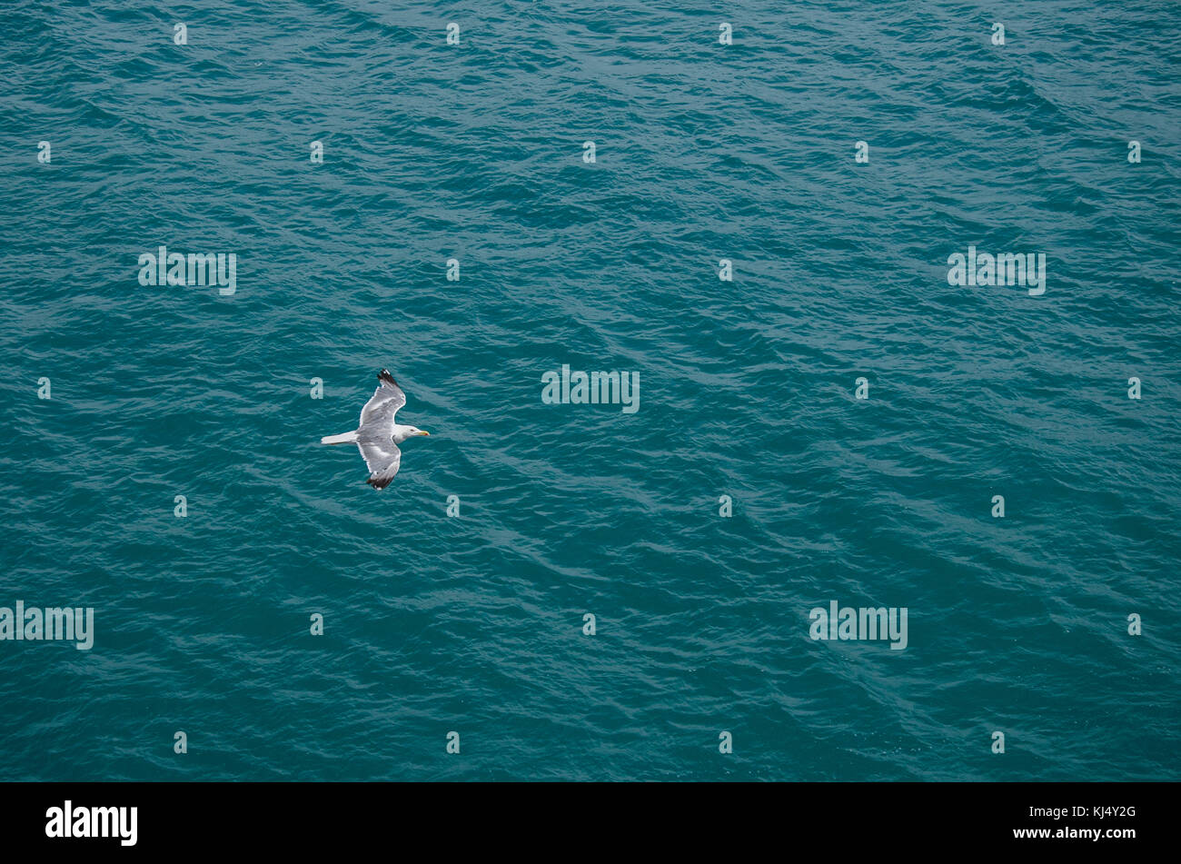 Seagull flying above sea background hi-res stock photography and images ...