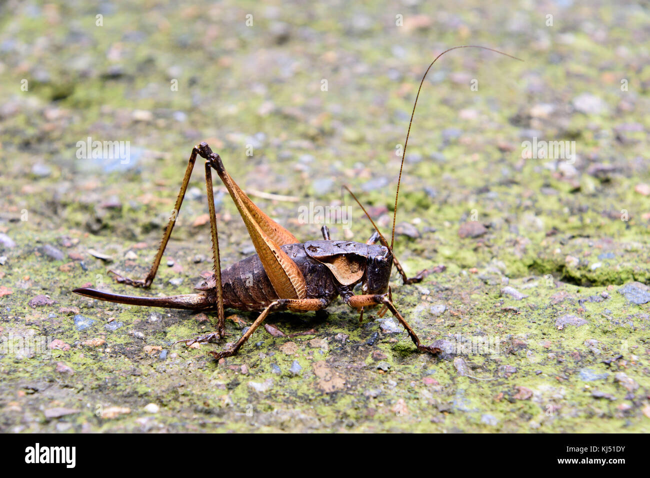 National Animal Of China Hi res Stock Photography And Images Alamy National animal of china hi res stock photography and images alamy