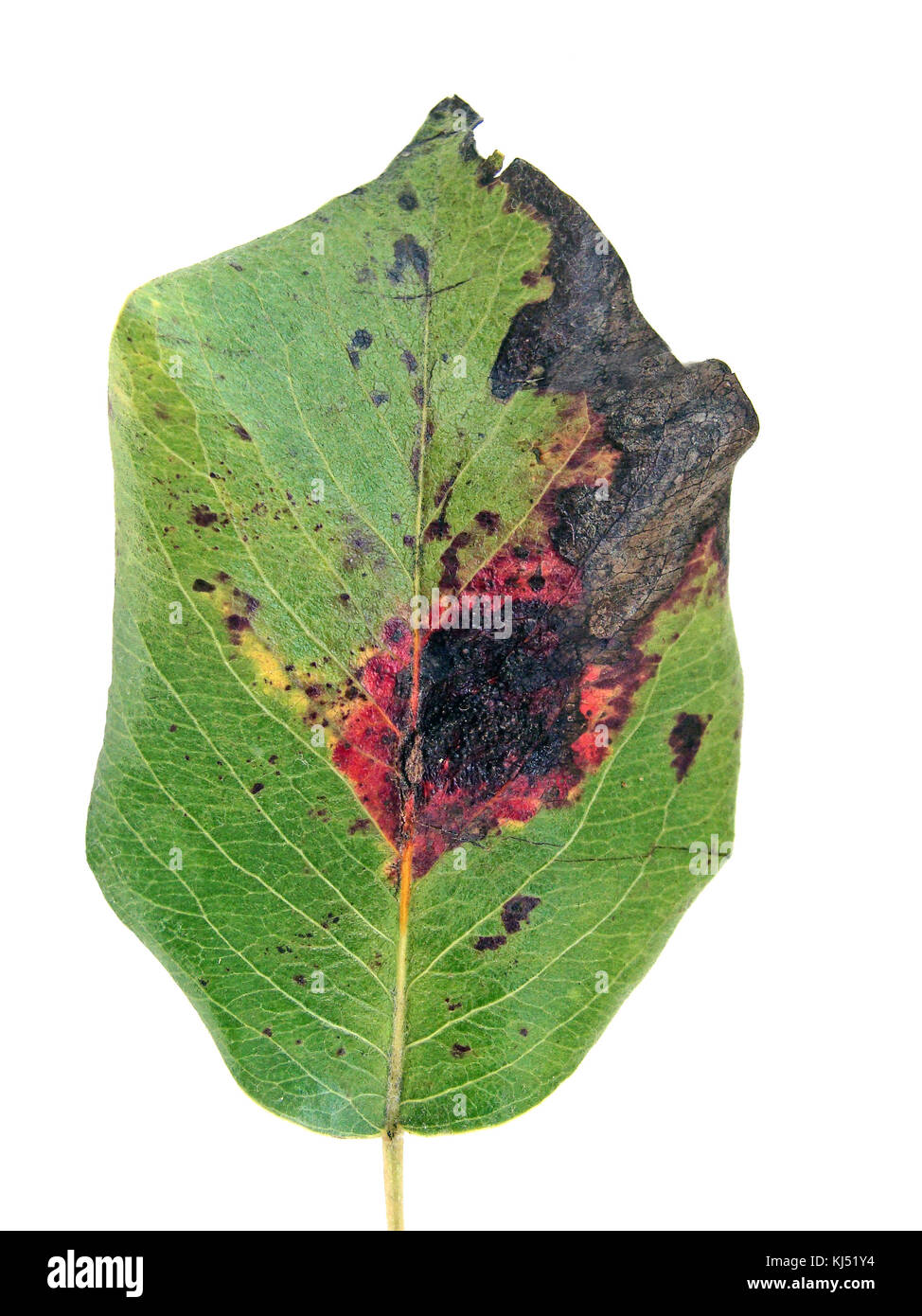 Leaf damaged by fungal disease European pear rust on white background front view. Stock Photo