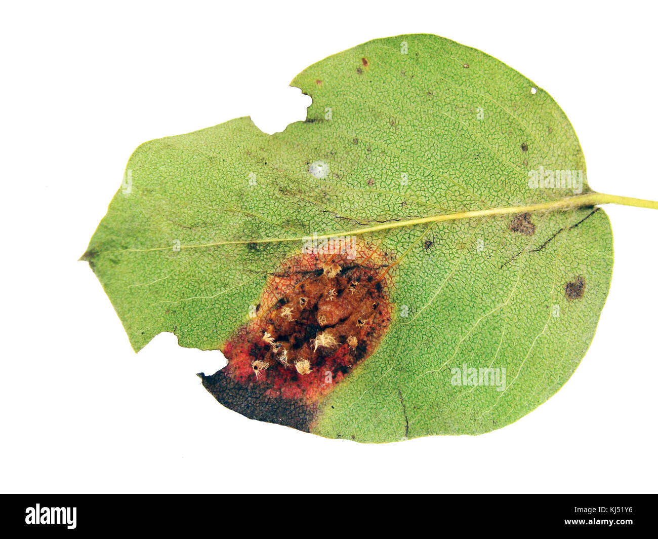 Leaf damaged by fungal disease European pear rust on white background lower side view. Stock Photo