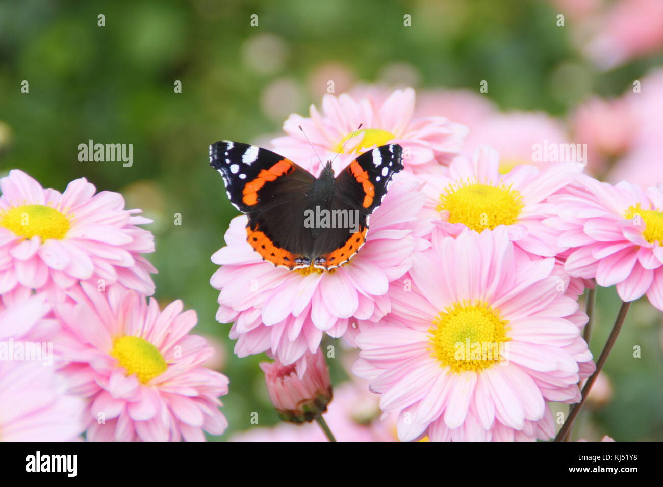 Red Admiral butterfly (Vanessa atalanta) feeding and pollinating Chrysanthemum 'Enbee Wedding, in late summer (September), UK Stock Photo