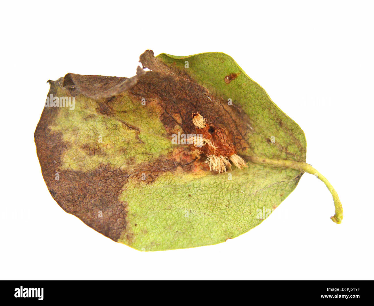 Leaf damaged by fungal disease European pear rust on white background lower side view. Stock Photo