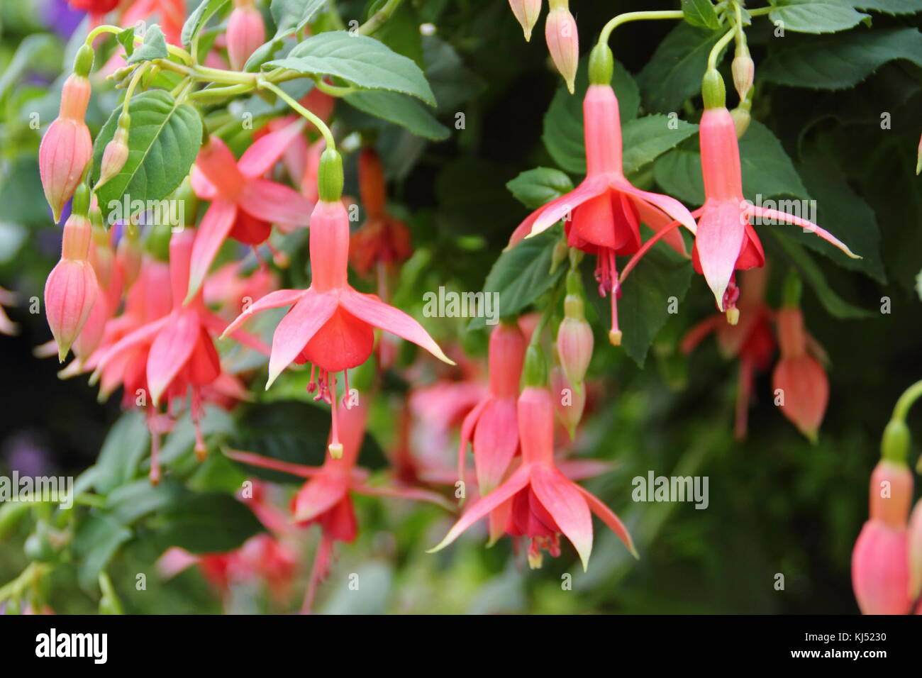 Fuchsia 'Coachman' flowering in a hanging basket in late summer (September), UK Stock Photo