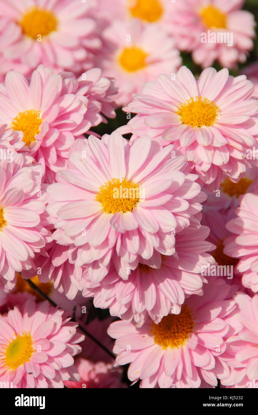 Chrysanthemum 'Enbee Wedding' in full bloom in an English garden in late summer (September), UK Stock Photo