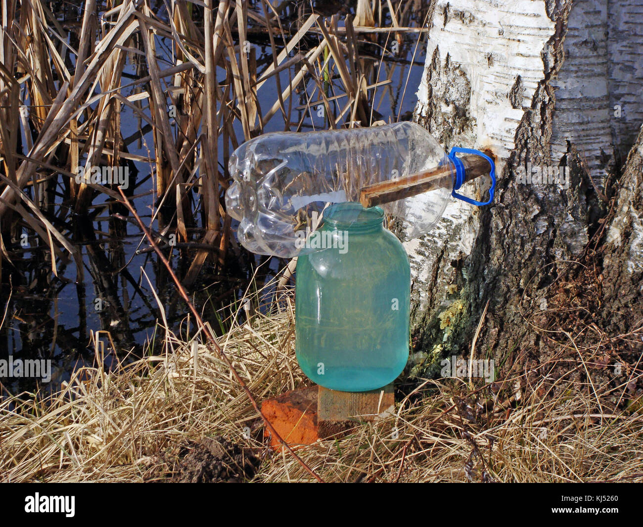 Collecting birch sap in glass jar from tree on spring Stock Photo - Alamy