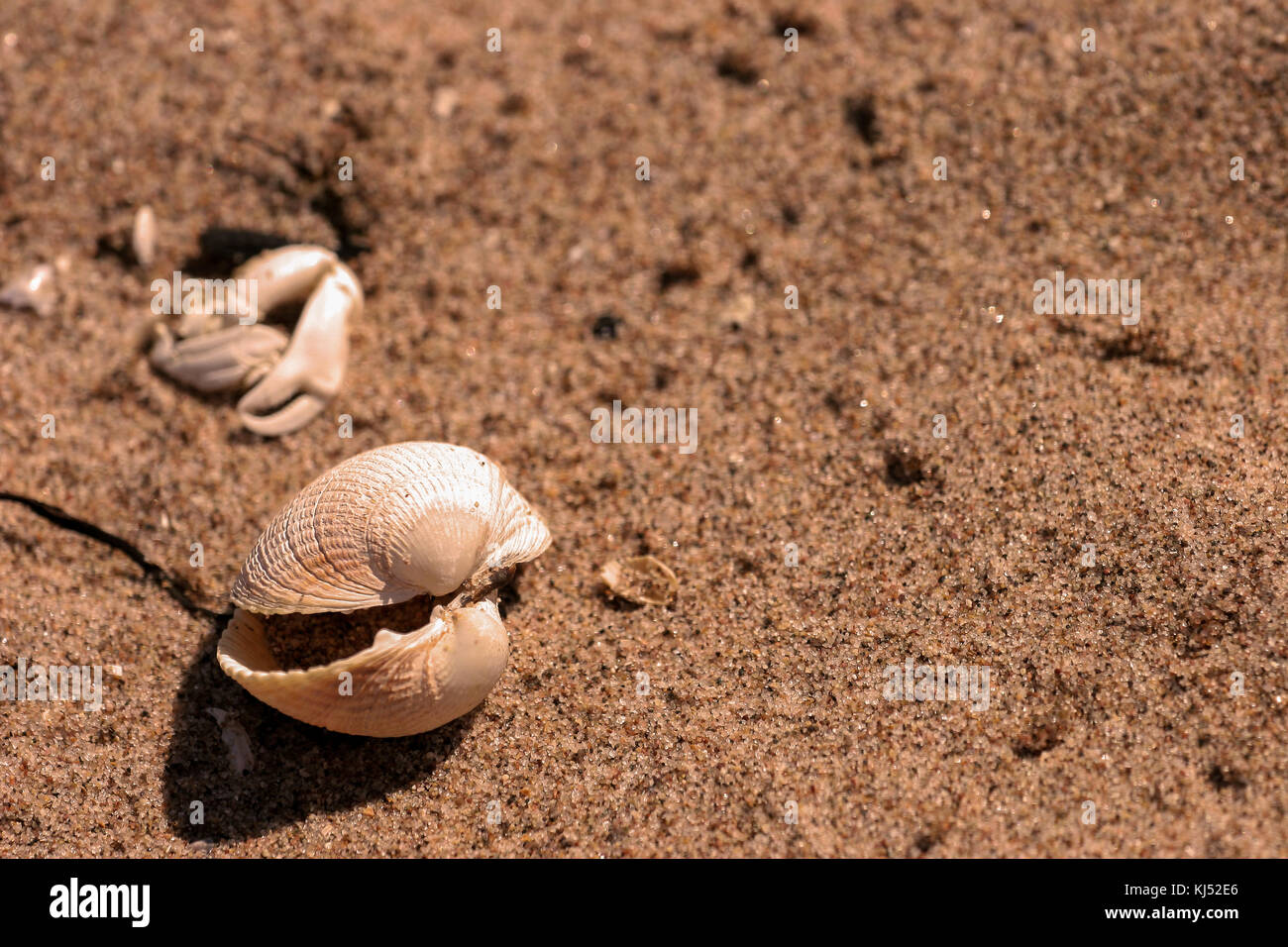 seashell on beach Scotland Stock Photo - Alamy