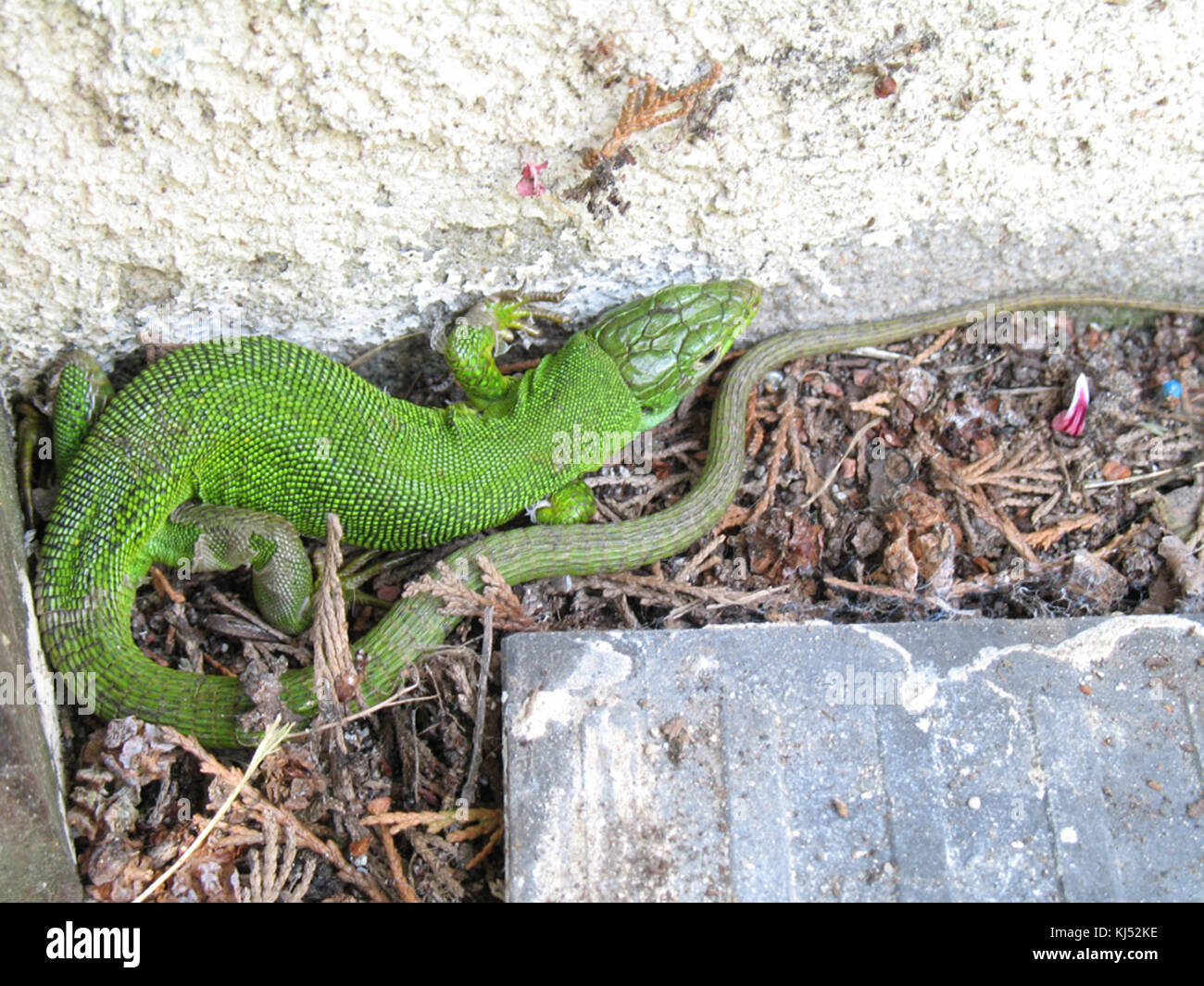 Lezard grand france Stock Photo - Alamy