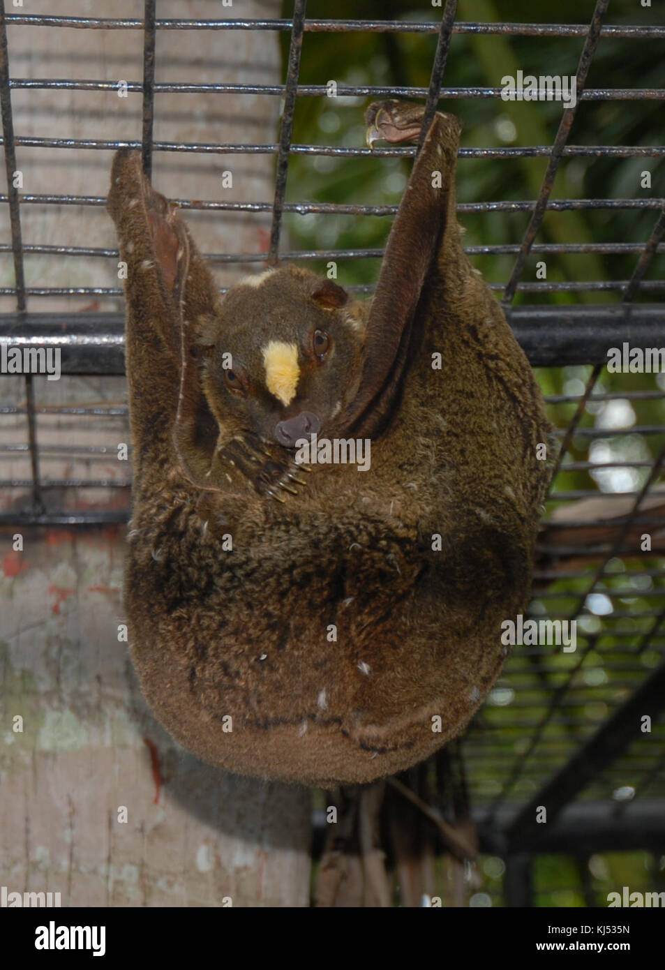 Philippine Python High Resolution Stock Photography and Images - Alamy
