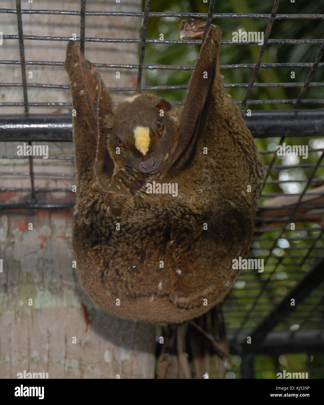 Philippine flying lemur hi-res stock photography and images - Alamy