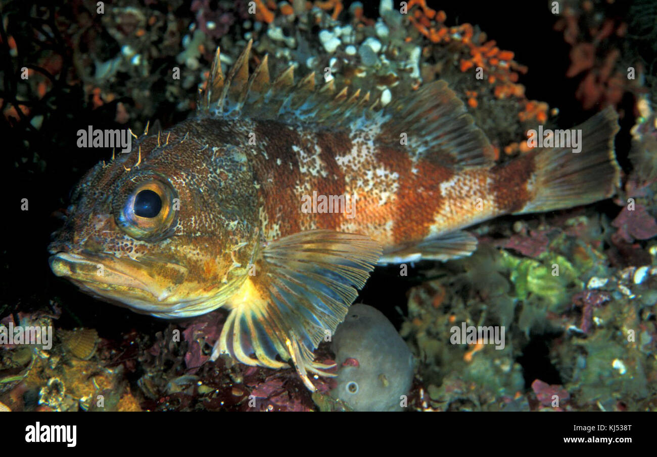 Helicolenus percoides (Red gurnard perch) Stock Photo