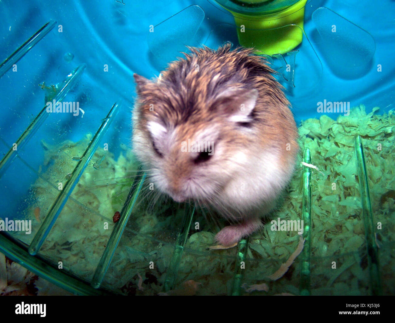 Robo Dwarf Hamsters Fighting