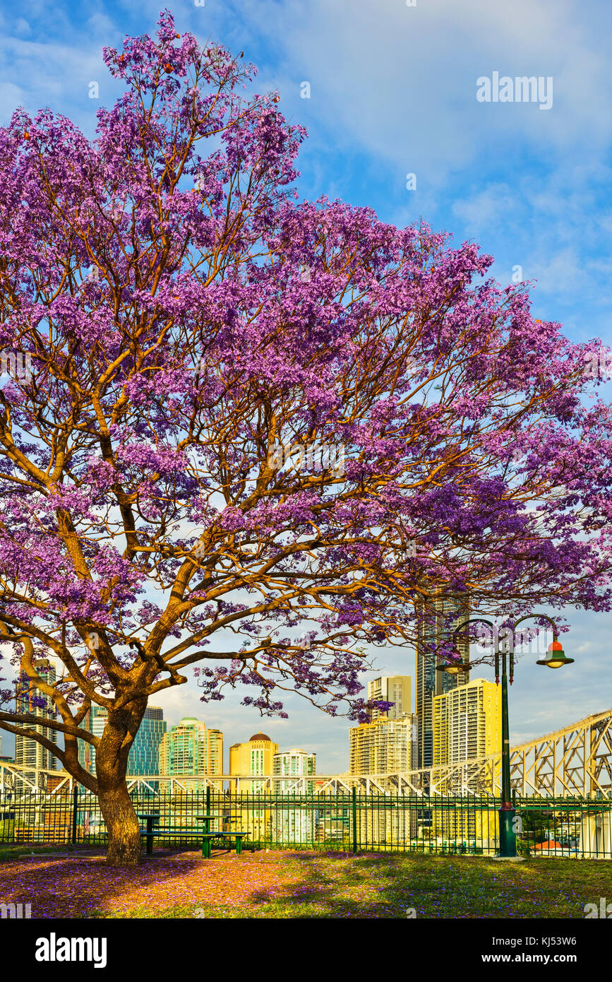 Jacaranda blooming at Wilsons Outlook Reserve, Brisbane, Queensland, Australia Stock Photo