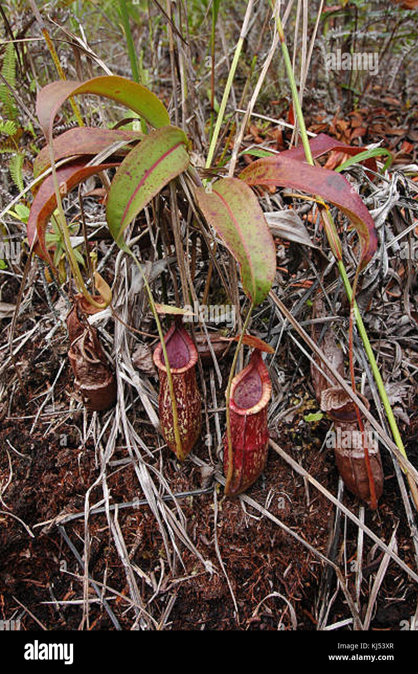 Hybrid pitcher plants hi-res stock photography and images - Alamy