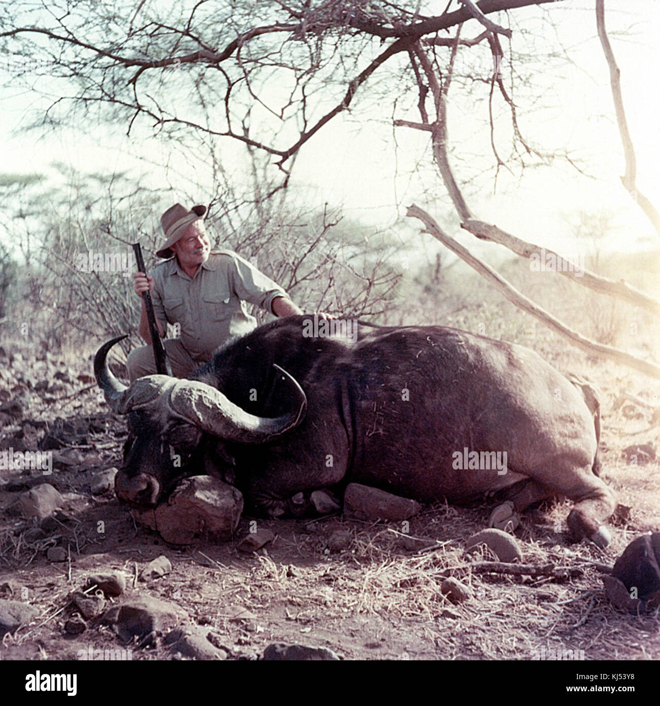 Ernest Hemingway poses with water buffalo, Africa, 1953 Stock Photo