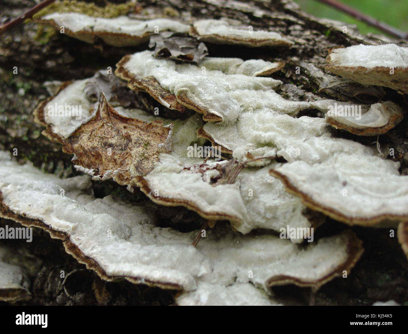 Close up of shelf mushrooms growing on log Stock Photo Alamy