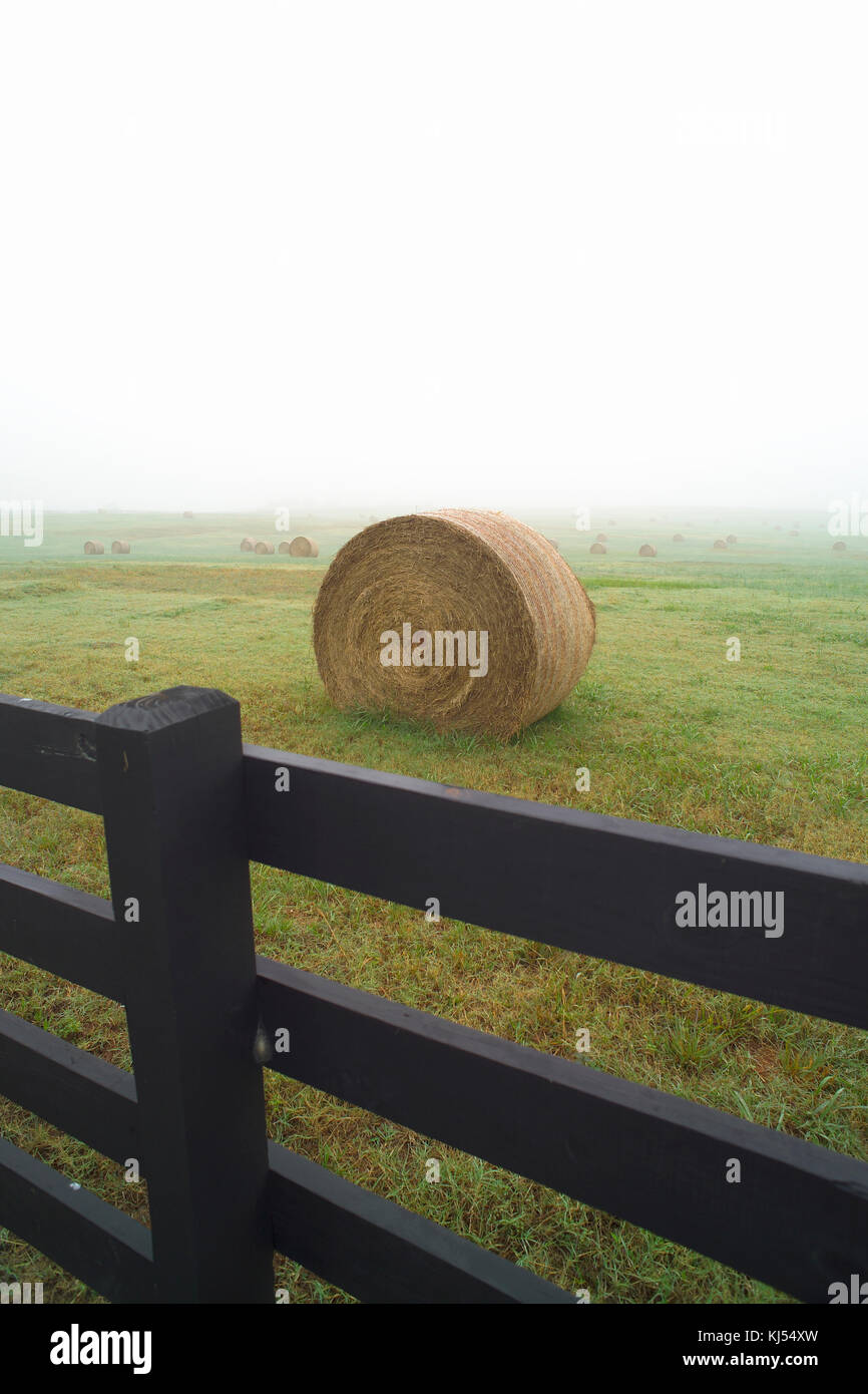 ROUND HAY BALES IN FOGGY FIELD Stock Photo - Alamy