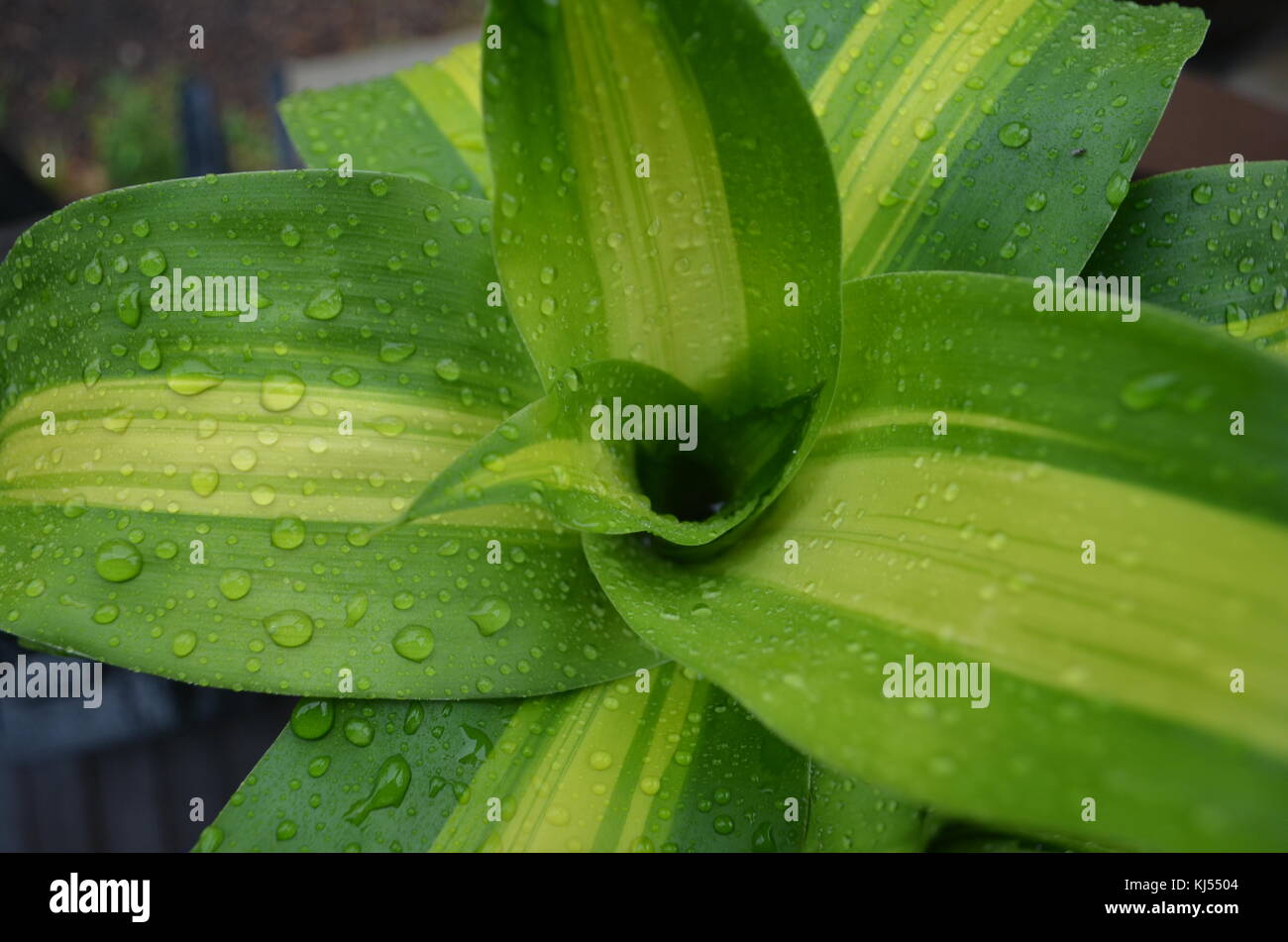 Close Up Of A Mass Cane Floor Plant Outdoors After A Rain Shower