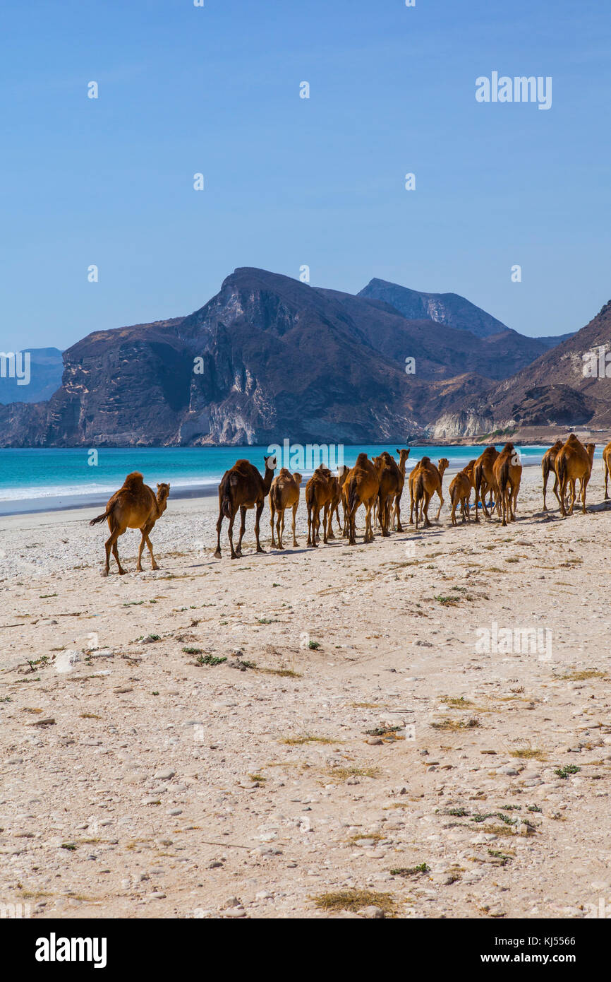 Camels crossing the road near Salalah, Oman. Stock Photo