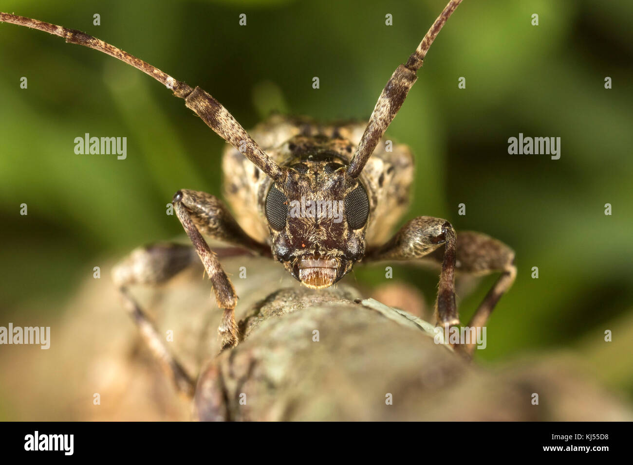 longhorn beetle front view on a tree branch Stock Photo