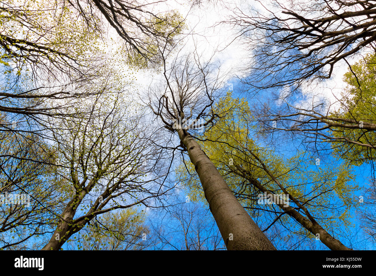 Upward view branches of trees in a forest under blue sky and clouds Stock Photo
