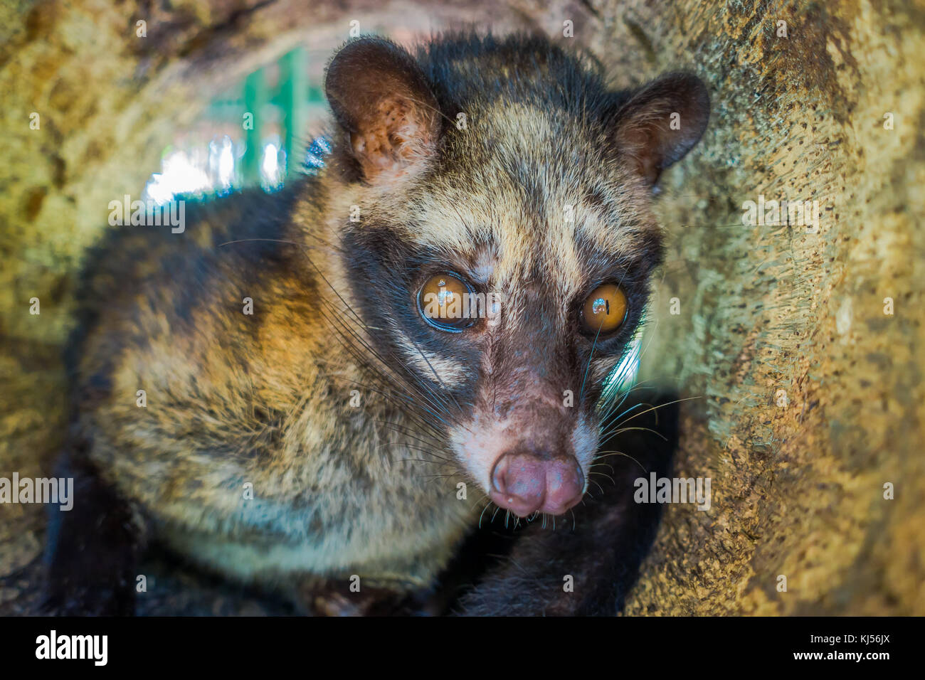 The animal civet is used for the production of expensive most gourmet coffee Kopi Luwak, in Bali Indonesia Stock Photo