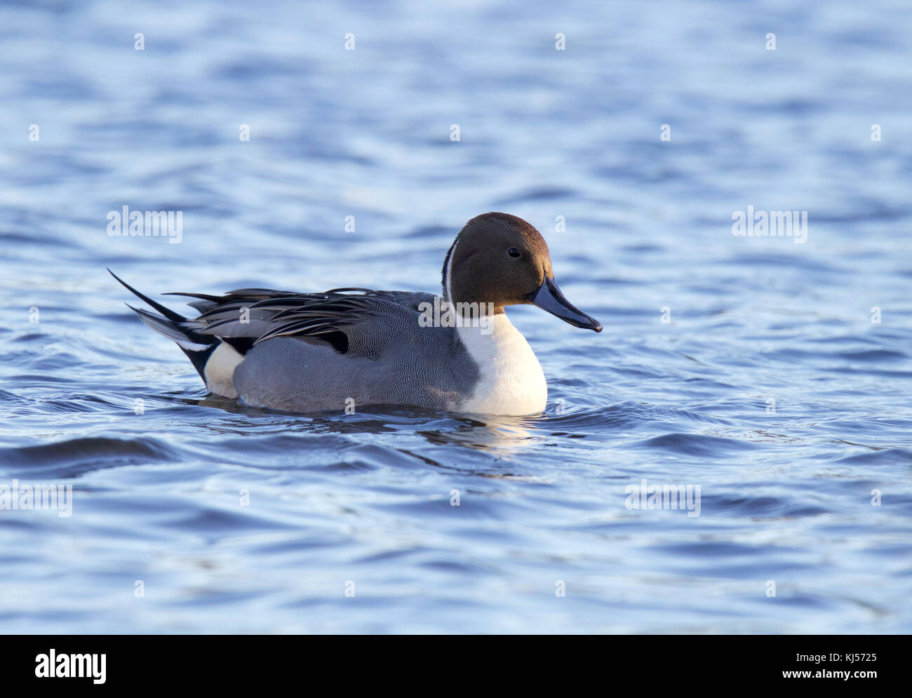 A male Northern pintail duck Anas acuta swimming on a pond in fall Stock Photo